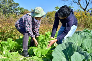 季節の野菜の収穫体験